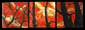 Sunlight Thru The Branches - 14x14 each square